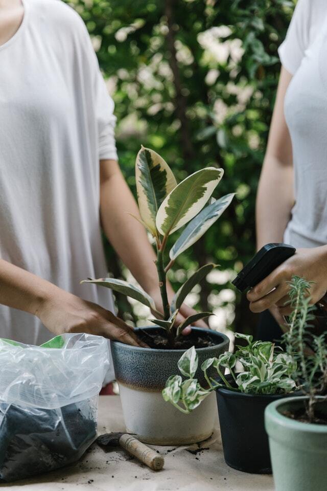 Watering home plants together